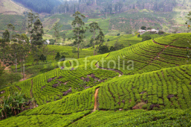 Naklejki Tea plantation