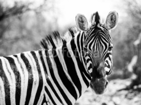 Naklejki Zebra portrait in black and white