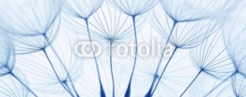 Fototapety dandelion seeds