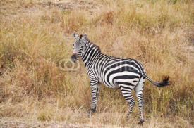 Naklejki Zebra