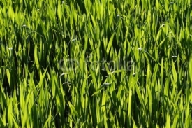Obrazy i plakaty Natural green grass