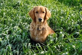Naklejki Dog in grass