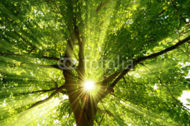 Fototapety Sonne strahlt explosiv durch den Baum