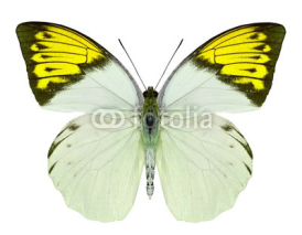 Fototapety beautiful butterfly isolated on white