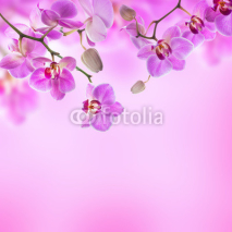 Naklejki Floral background of tropical orchids