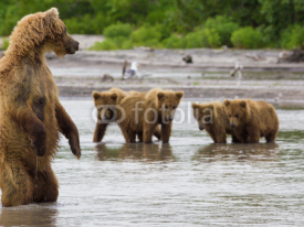 Fototapety The brown bear fishes