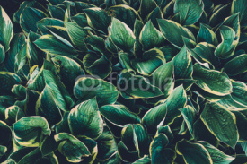 Fototapety Green Hosta Leaves