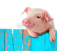 Naklejki Funny pig hanging on a fence. Isolated on white background.