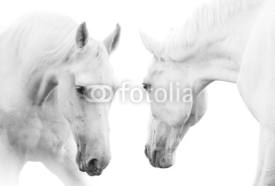 Fototapety white horses