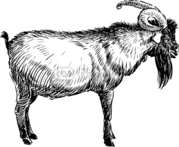 Naklejki old goat
