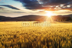 Naklejki Wheat field