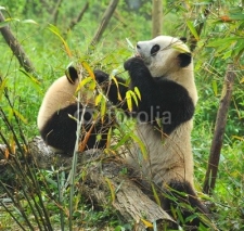 Obrazy i plakaty Hungry giant panda bear eating bamboo