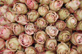 Naklejki Pale pink rose buds