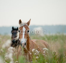 Naklejki horses in field