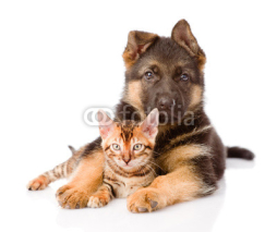 Naklejki german shepherd puppy dog embracing bengal kitten. isolated on w