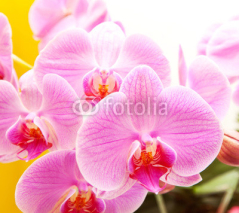 Naklejki Orchid