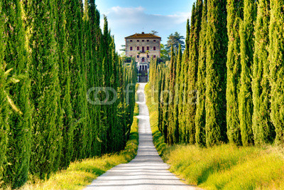 country road with cypresses, Tuscany