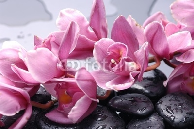 Set of cattleya orchid flower and stone with water drops