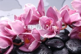 Naklejki Set of cattleya orchid flower and stone with water drops