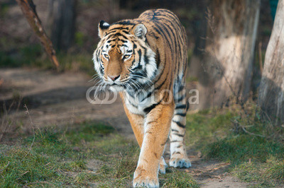 Bengal tiger prowling around in the forest