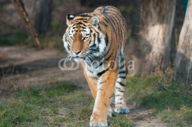 Naklejki Bengal tiger prowling around in the forest