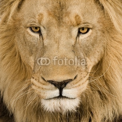 Close-up on a Lion's head (4 and a half years) - Panthera leo