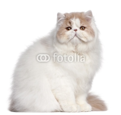 Persian cat, 18 months old, in front of white background