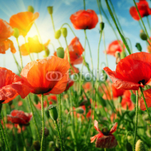 Naklejki poppies field in rays sun