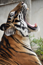 Naklejki Tiger yawn