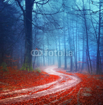 Fototapety Magic forest road