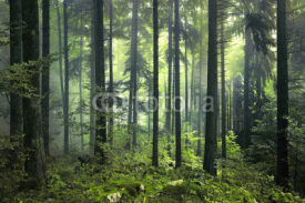 Fototapety Mysterious dark forest