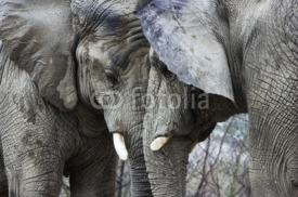 elephants butting head