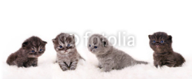 Fototapety Vier kleine Katzenbabys in der Reihe