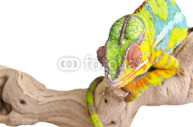 Naklejki Colorful chameleon.