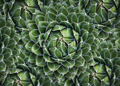  cactus / agave / succulent plant - natural pattern