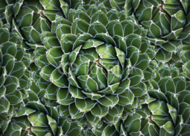 Fototapety  cactus / agave / succulent plant - natural pattern