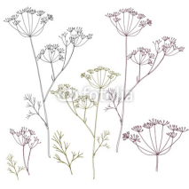 Fototapety Dill or fennel flowers and leaves.