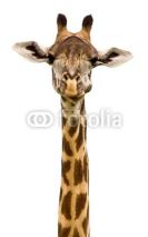 Naklejki Giraffe head Isolated