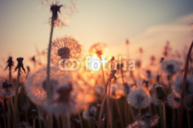 Fototapety Real field and dandelion at sunset