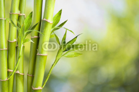Fototapety Fresh Bamboo