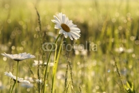 Obrazy i plakaty Daisies in a meadow backlit by the morning sun