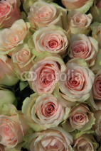 Fototapety pale pink rose