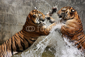 Naklejki Tiger Battle