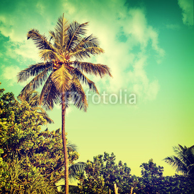 Tropikalna palma kokosowa na tle nieba