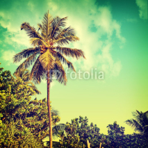 Obrazy i plakaty Tropikalna palma kokosowa na tle nieba