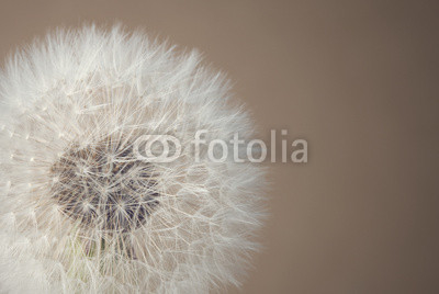 soft dandelion