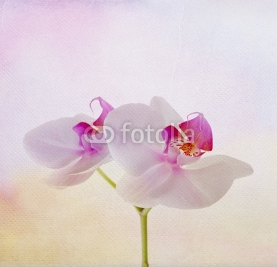soft card with orchid flower