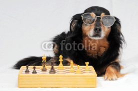 Naklejki Smart Dog Playing Chess