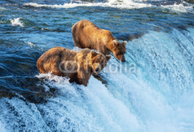 Naklejki Bear on Alaska
