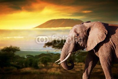 Elephant on savanna. Mount Kilimanjaro at sunset. Safari